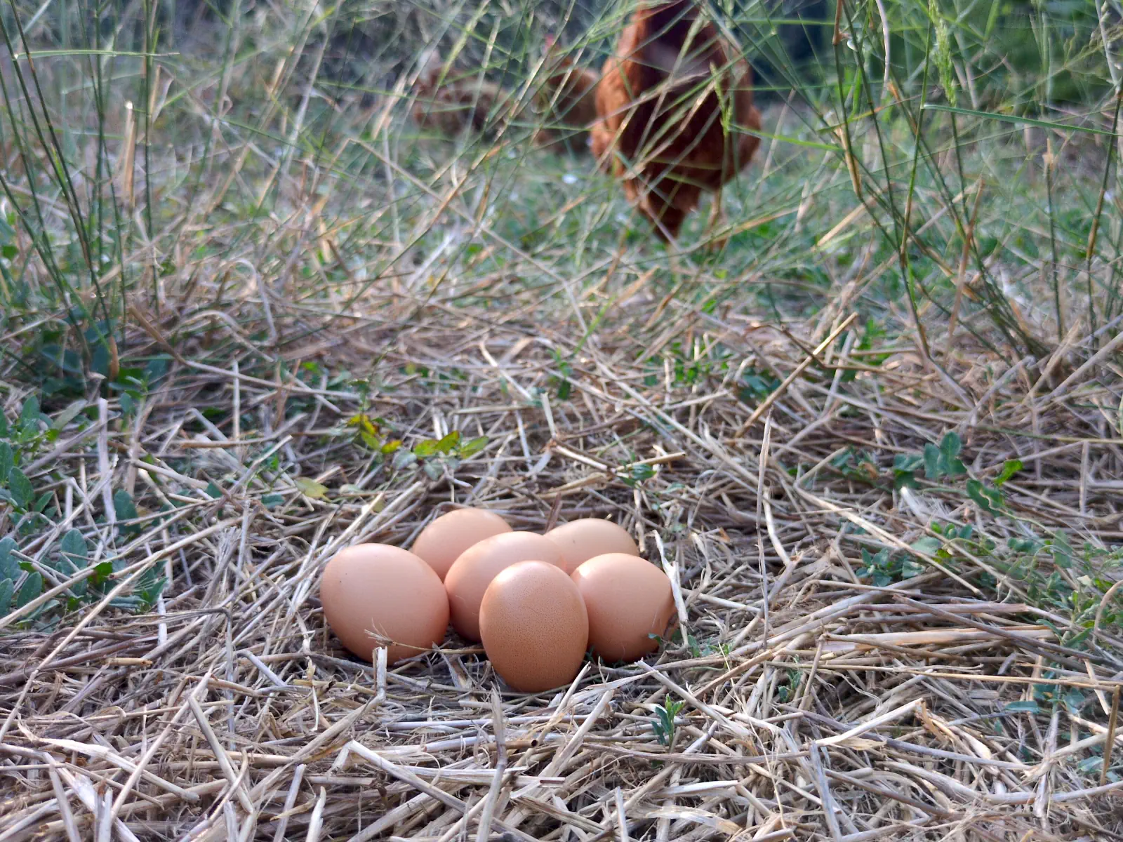Posado de huevos