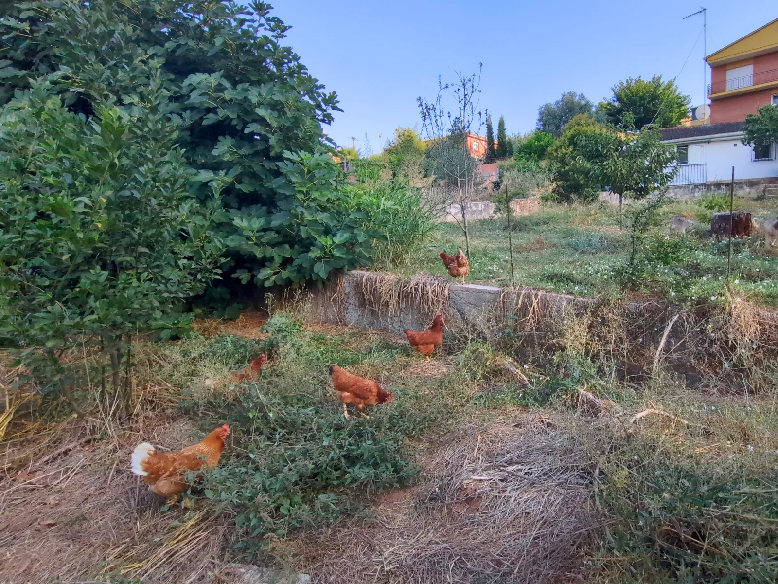 Gallinas paseando