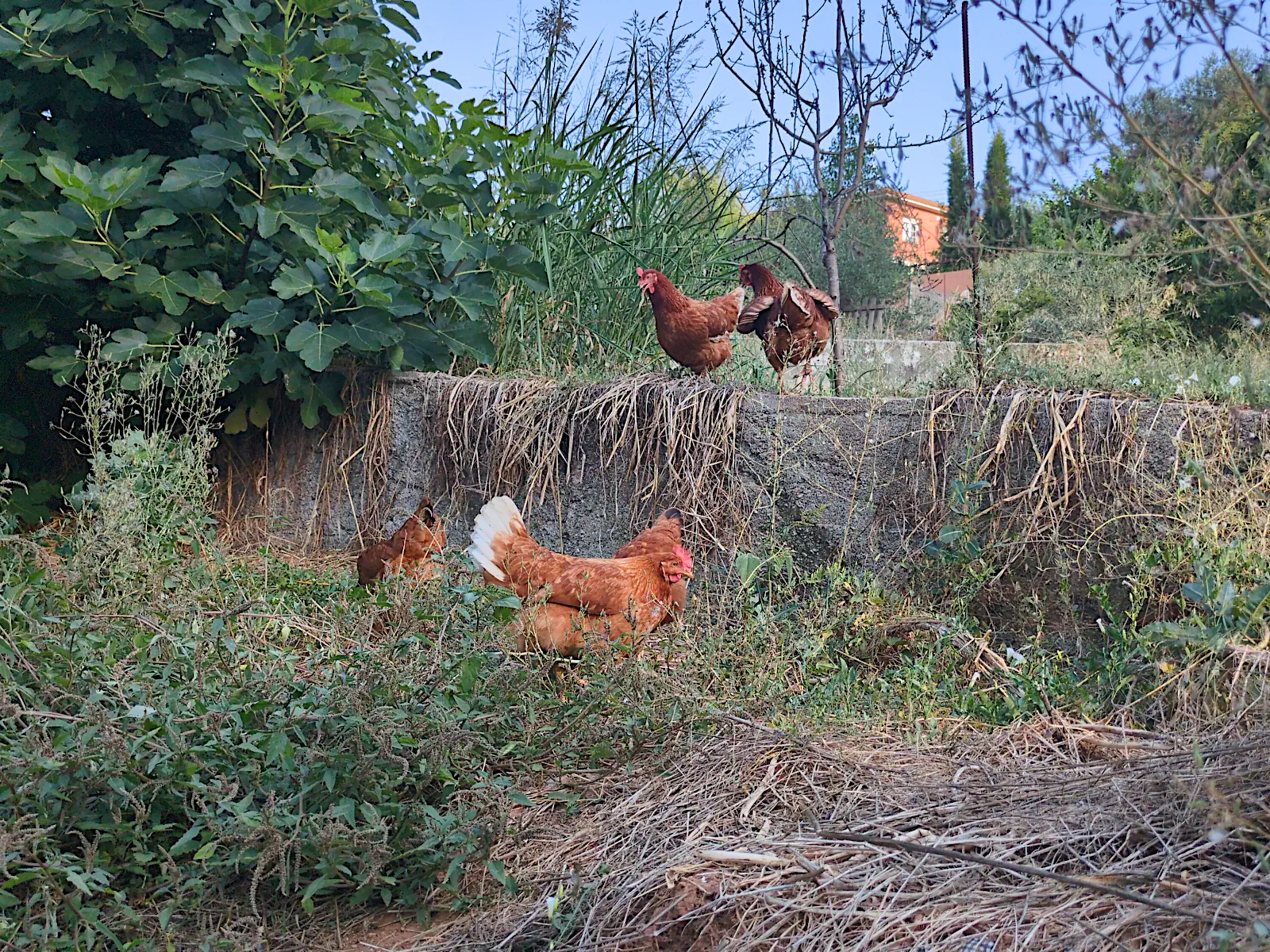 Gallinas en el jardín