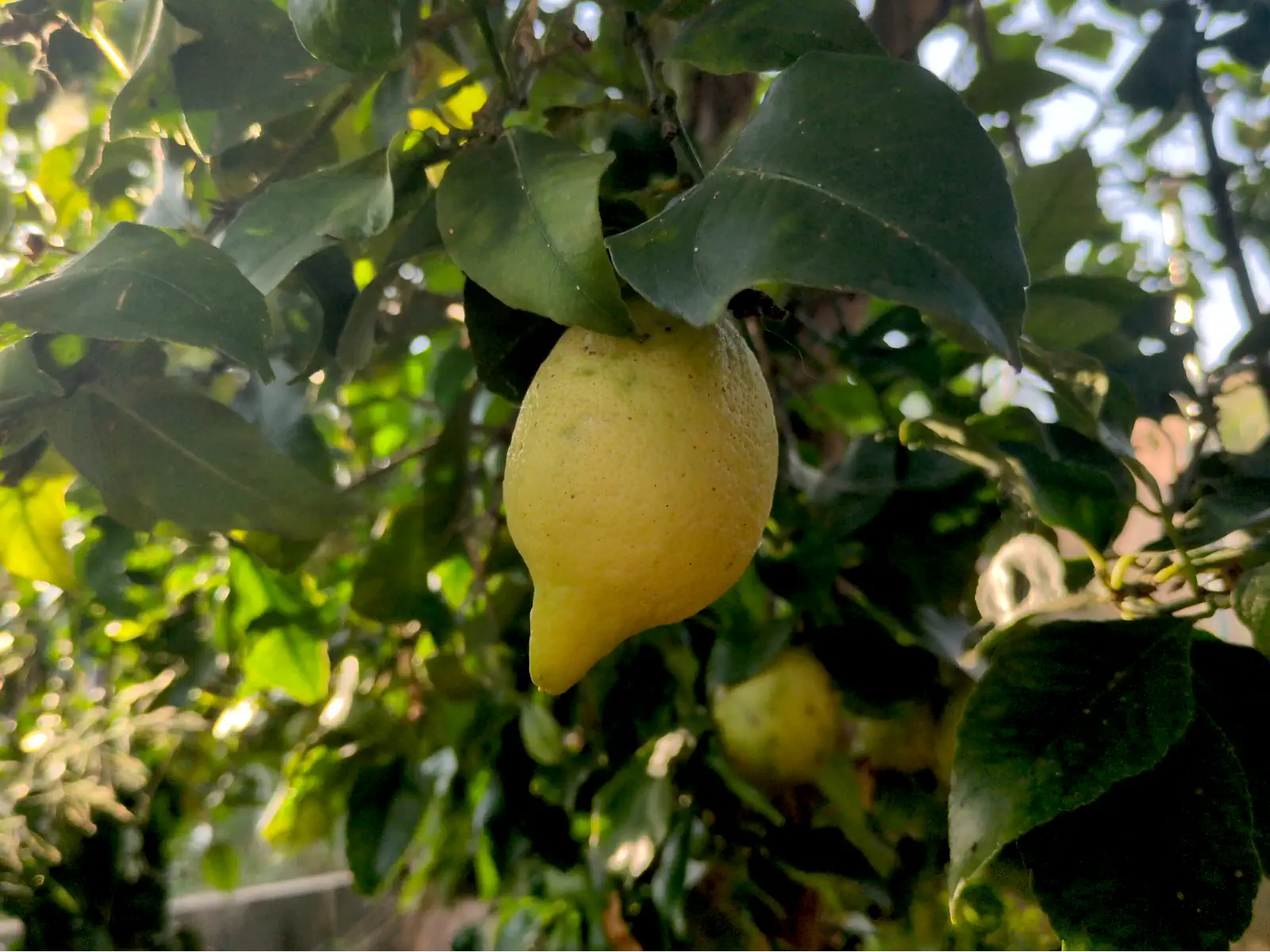 Limones