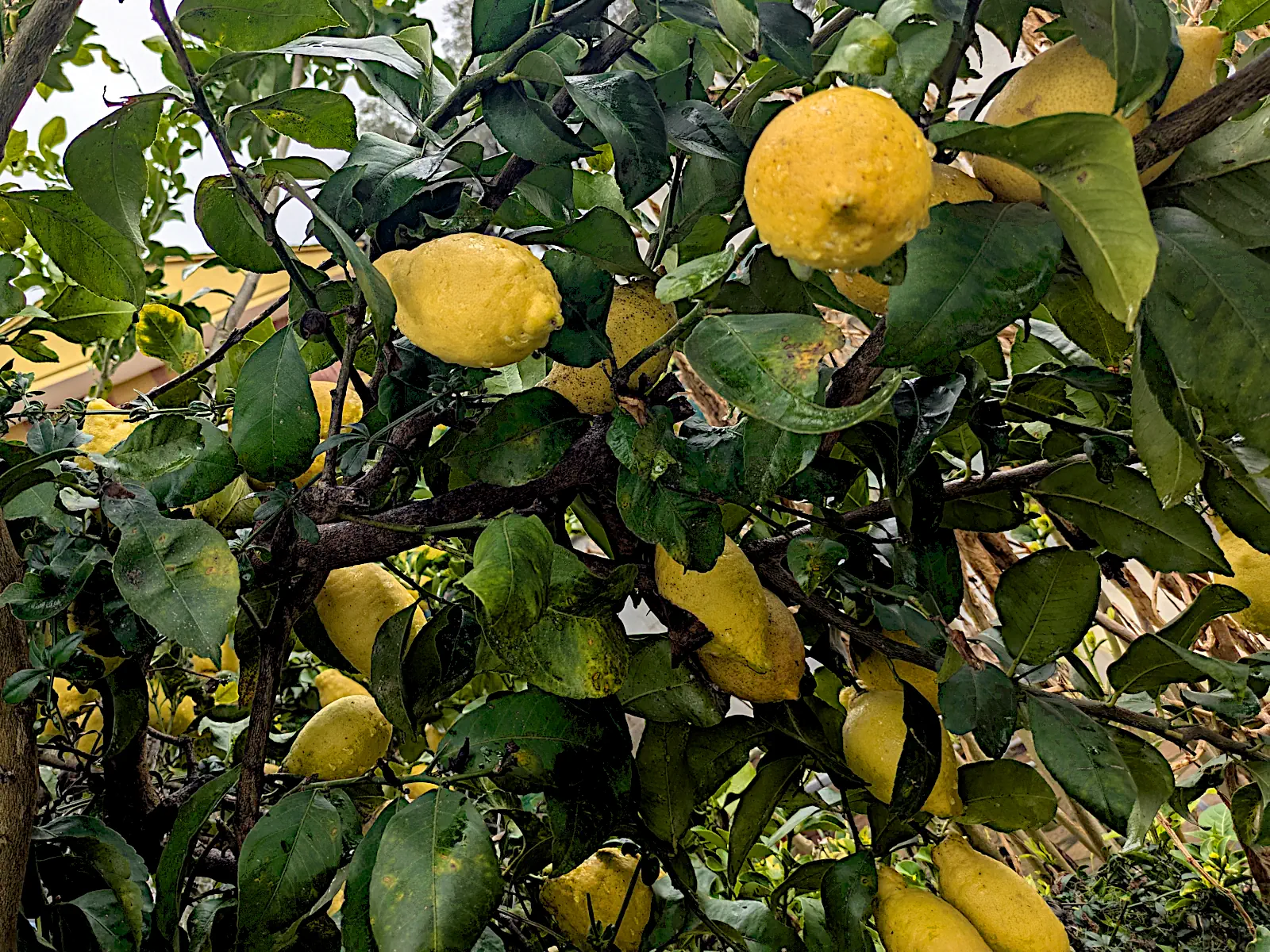 Limones en bandeja