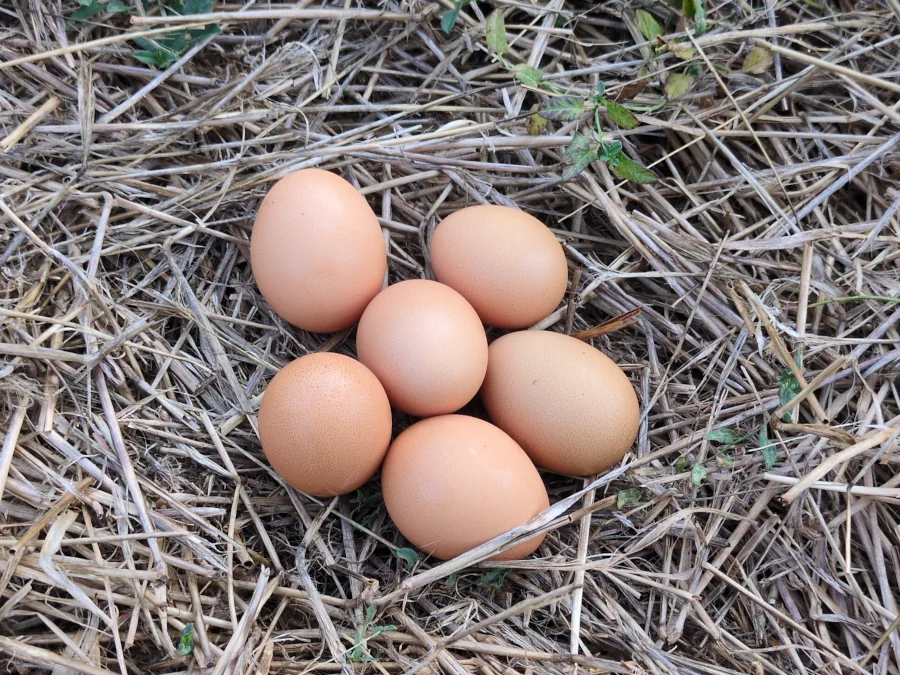 Huevos