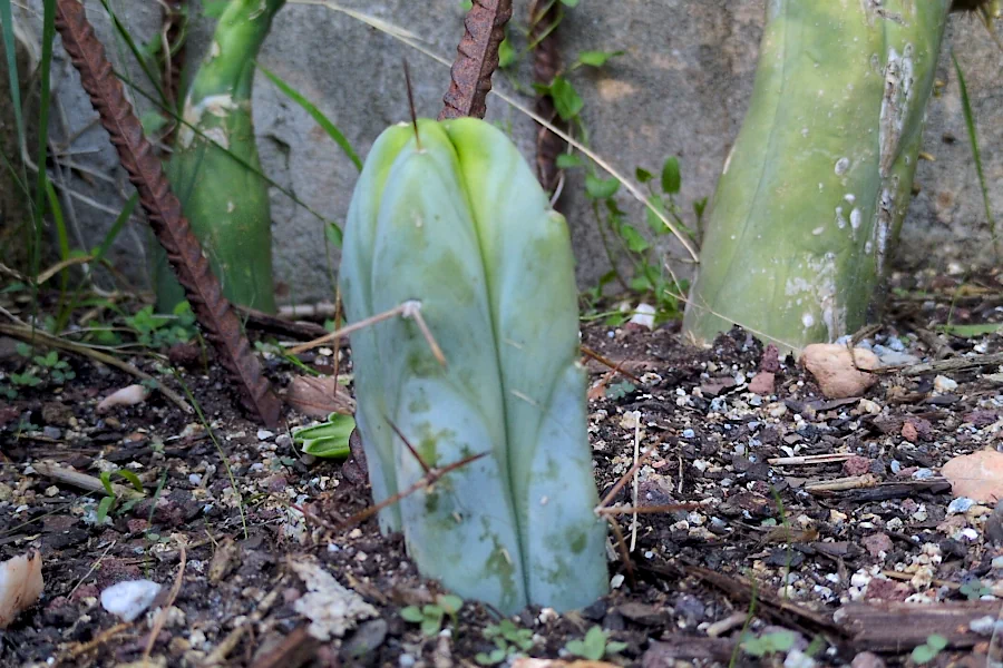 Cactus San Pedrito